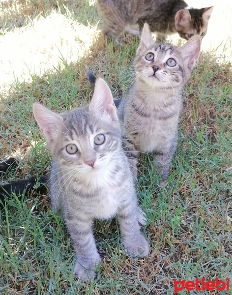 Tekir Kedi, Kedi  Griş fotoğrafı