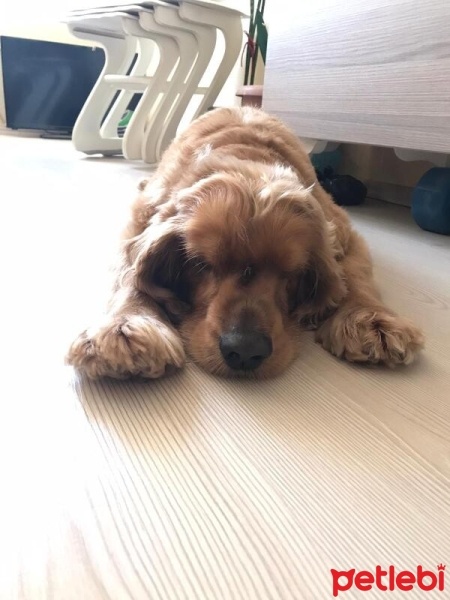Amerikan Cocker Spaniel, Köpek  paşa fotoğrafı