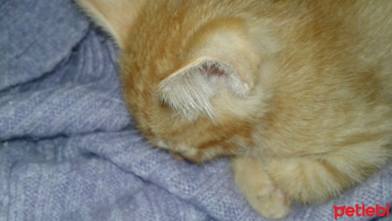 Tekir Kedi, Kedi  Tarçın fotoğrafı