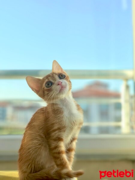 Sarman, Kedi  Lila fotoğrafı