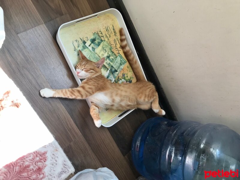 Sarman, Kedi  Lila fotoğrafı