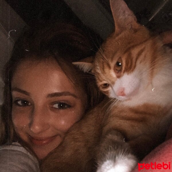 Sarman, Kedi  Lila fotoğrafı