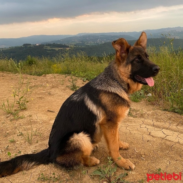 Alman Çoban Köpeği, Köpek  Kira fotoğrafı