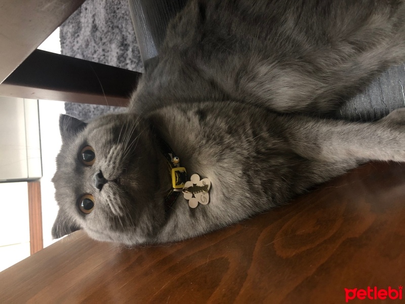 Scottish Fold, Kedi  Gece fotoğrafı