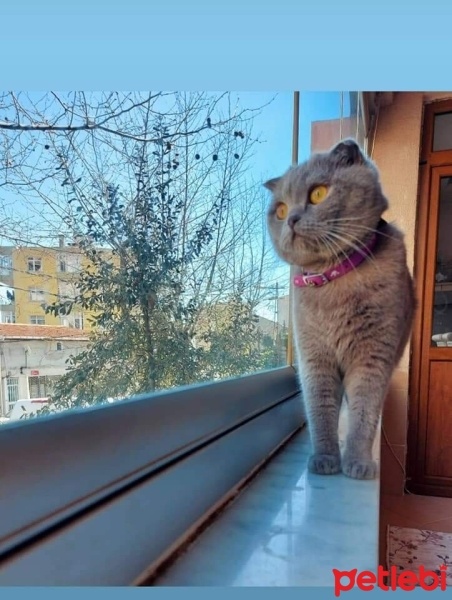 Scottish Fold, Kedi  Mia fotoğrafı