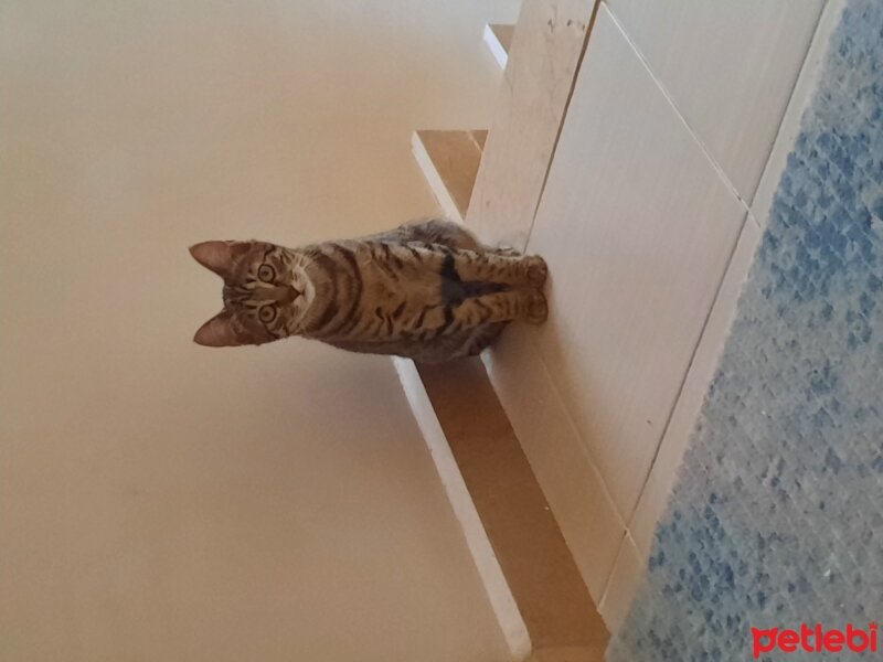 Tekir Kedi, Kedi  Püsük fotoğrafı