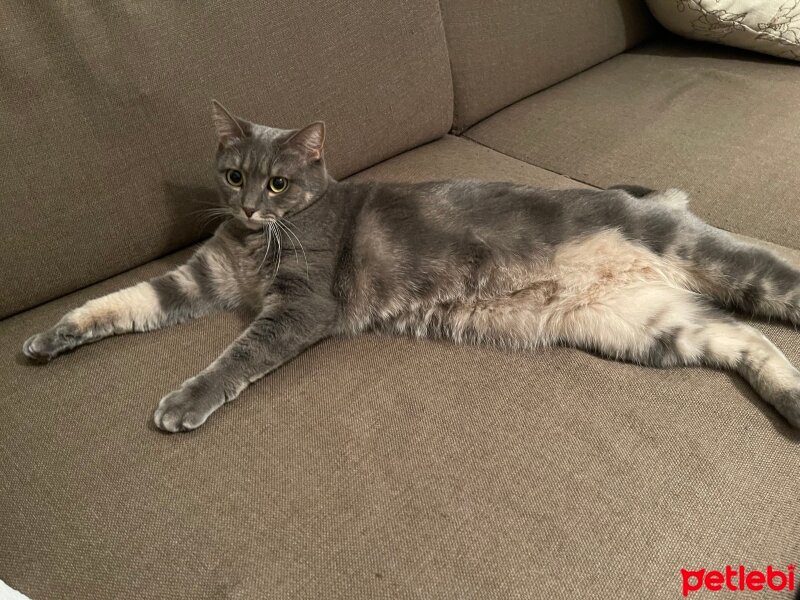 British Shorthair, Kedi  İncir fotoğrafı