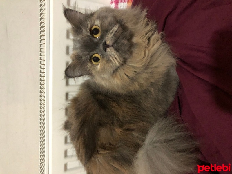 British Shorthair, Kedi  Bihter fotoğrafı