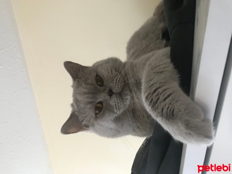 British Shorthair, Kedi  Paşa fotoğrafı