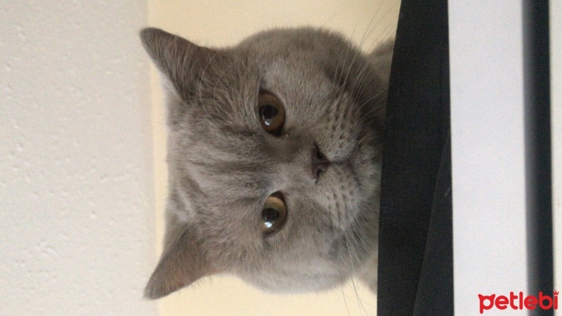 British Shorthair, Kedi  Paşa fotoğrafı