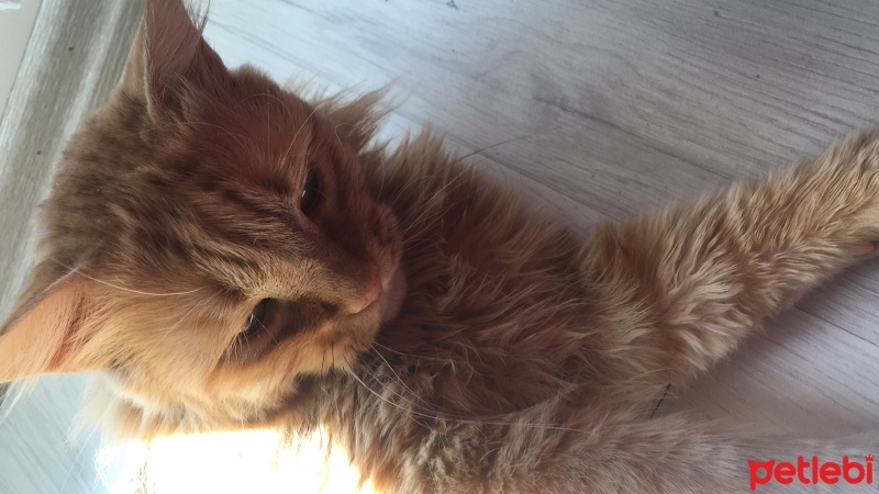 Sarman, Kedi  Tarçın fotoğrafı