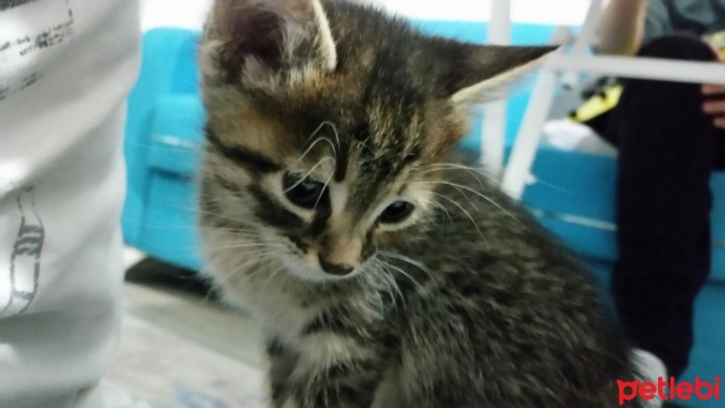 Tekir Kedi, Kedi  Petek fotoğrafı