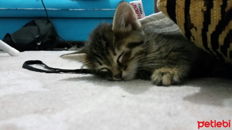 Tekir Kedi, Kedi  Petek fotoğrafı