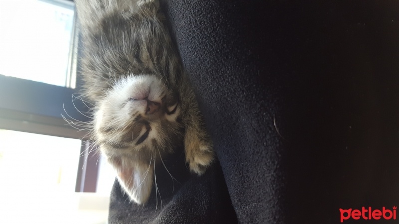 Tekir Kedi, Kedi  Petek fotoğrafı