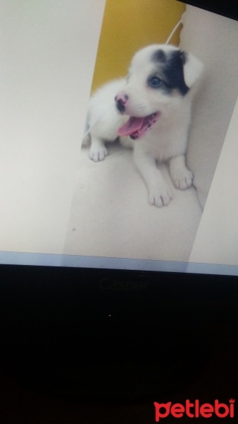 Dogo Arjantin, Köpek  Angel fotoğrafı