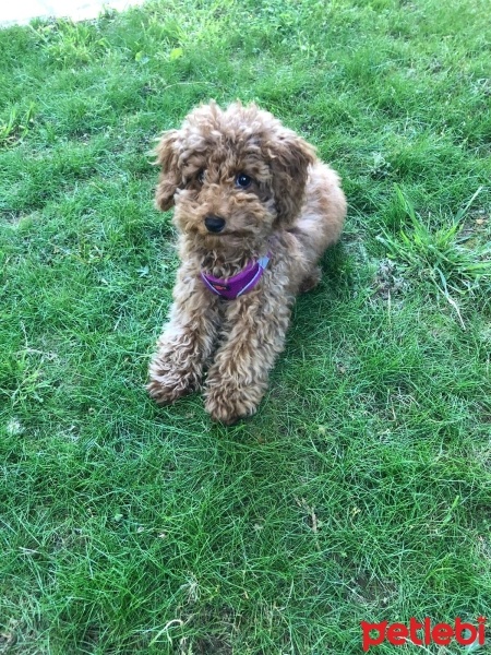 Poodle (Minyatür Kaniş), Köpek  SHİLA fotoğrafı