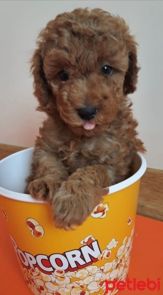 Poodle (Minyatür Kaniş), Köpek  SHİLA fotoğrafı