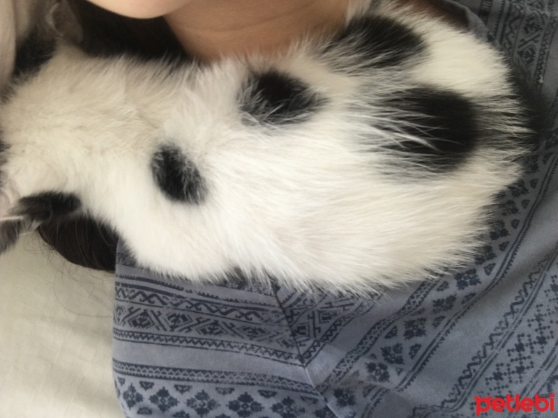 Tuxedo (Smokin) Kedi, Kedi  Sinba fotoğrafı