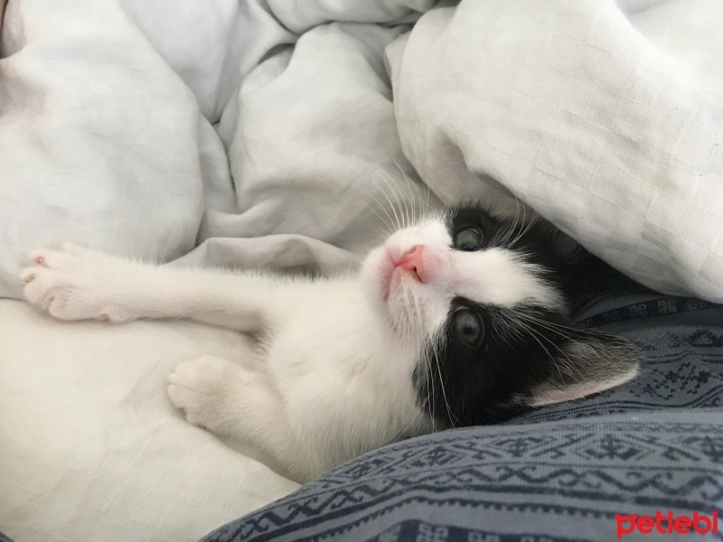 Tuxedo (Smokin) Kedi, Kedi  Sinba fotoğrafı