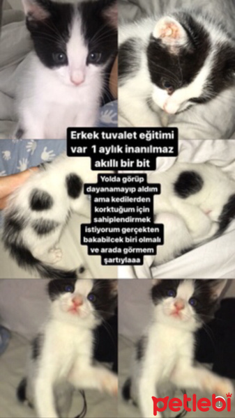Tuxedo (Smokin) Kedi, Kedi  Sinba fotoğrafı