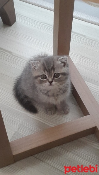 Scottish Fold, Kedi  Latte fotoğrafı
