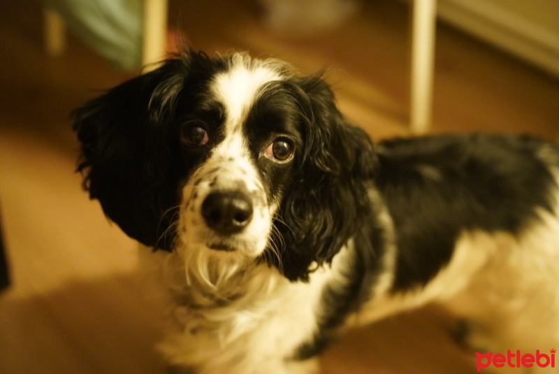 Cavalier King Charles Spanieli, Köpek  Pixie fotoğrafı