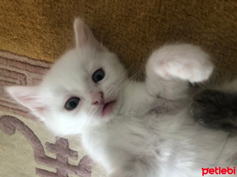 Ankara Kedisi, Kedi  Yudum fotoğrafı