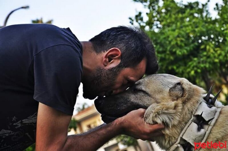 Kangal, Köpek  Hoyrat fotoğrafı