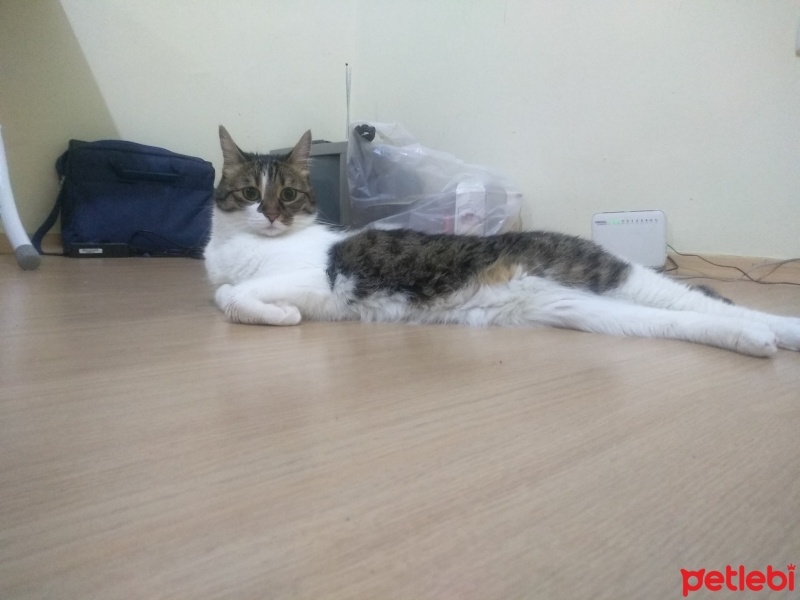 Tekir Kedi, Kedi  Şans fotoğrafı