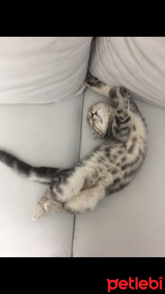 Scottish Fold, Kedi  Babi fotoğrafı