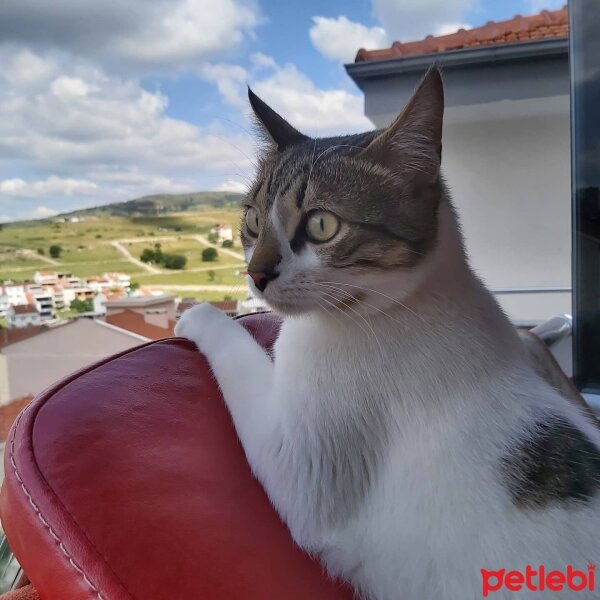 Tekir Kedi, Kedi  Çakır fotoğrafı