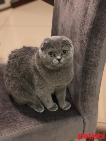 Scottish Fold, Kedi  Fıstık fotoğrafı