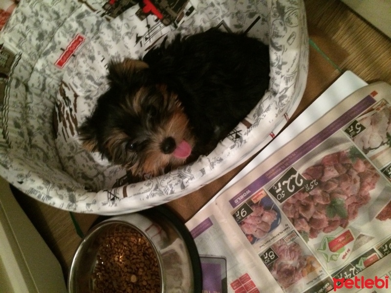 Yorkshire Terrier, Köpek  Sherry fotoğrafı