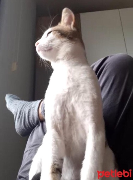 Tekir Kedi, Kedi  Tarçın fotoğrafı