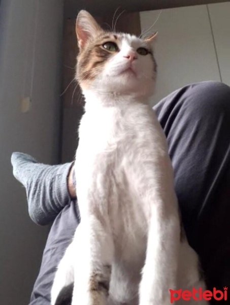 Tekir Kedi, Kedi  Tarçın fotoğrafı