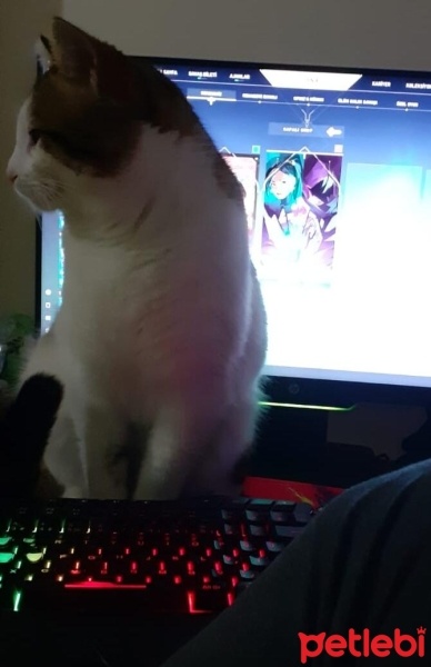Tekir Kedi, Kedi  Tarçın fotoğrafı