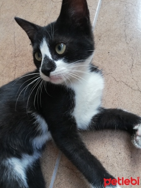 Abyssinian, Kedi  Zeytin fotoğrafı