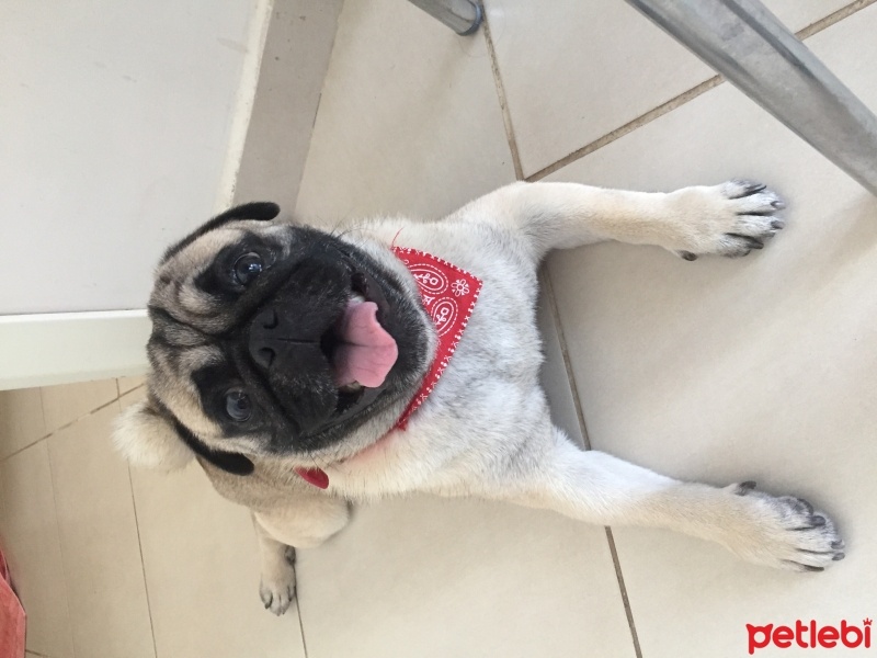 Pug, Köpek  Paşa kaya fotoğrafı