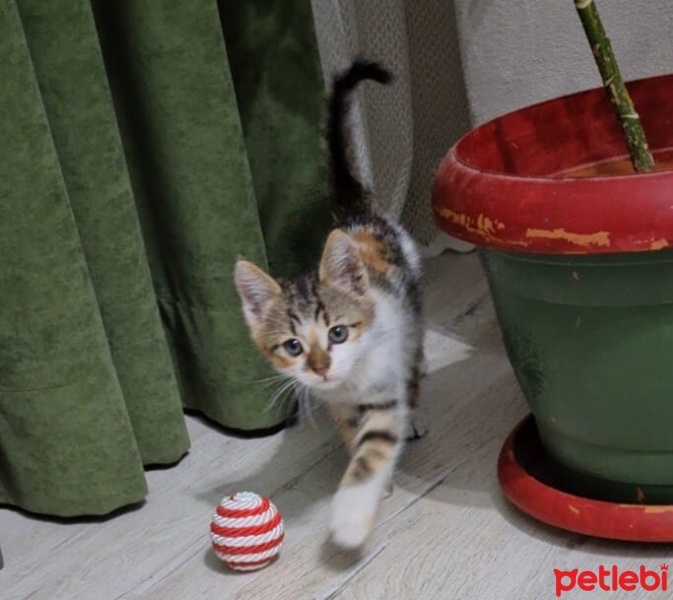 Tekir Kedi, Kedi  Mocha fotoğrafı