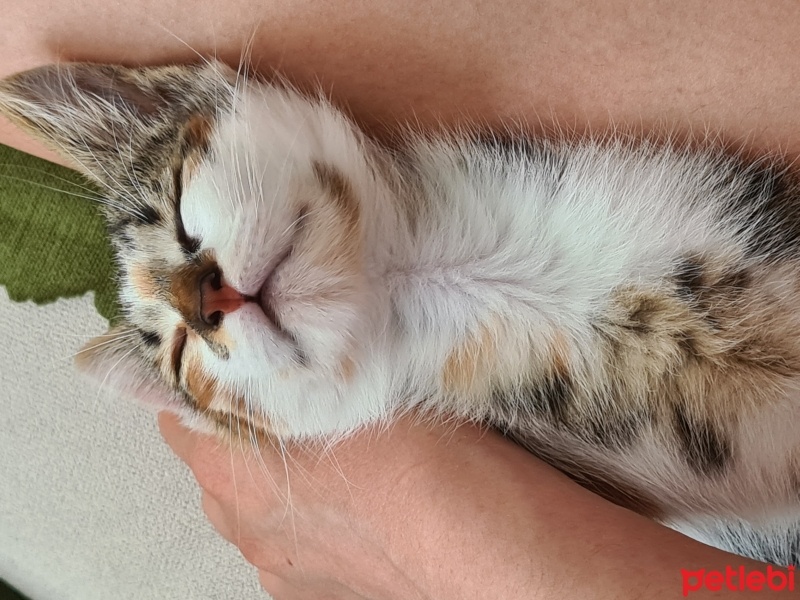 Tekir Kedi, Kedi  Mocha fotoğrafı