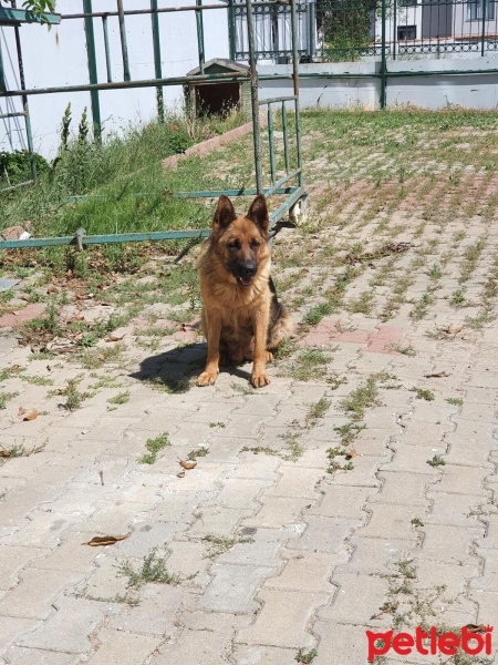 Alman Çoban Köpeği, Köpek  3 YENİ DOĞMUŞ ALMAN KURDU fotoğrafı