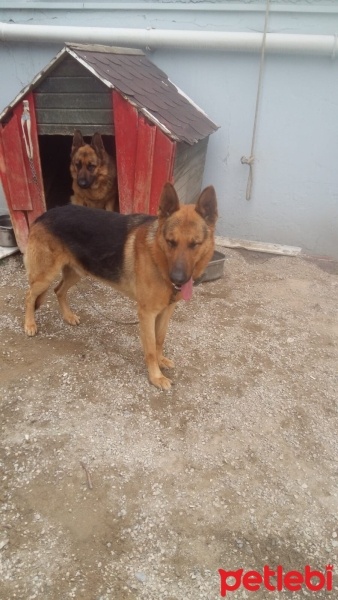 Alman Çoban Köpeği, Köpek  3 YENİ DOĞMUŞ ALMAN KURDU fotoğrafı