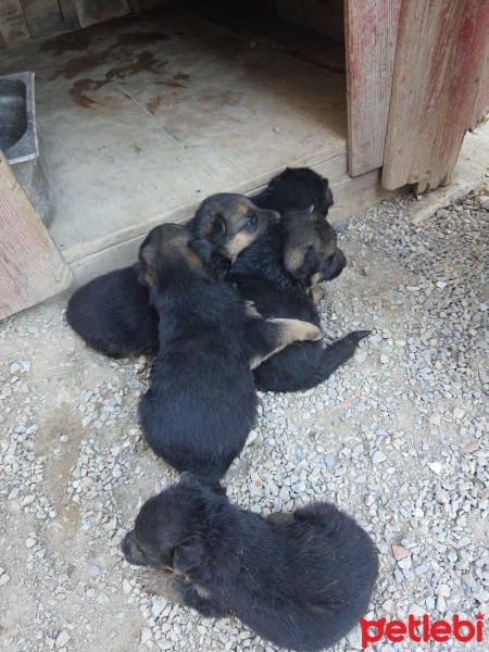 Alman Çoban Köpeği, Köpek  3 YENİ DOĞMUŞ ALMAN KURDU fotoğrafı