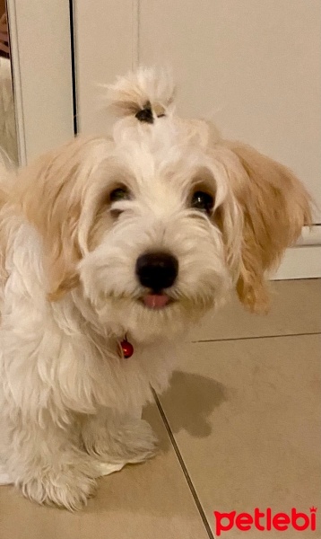 Maltese, Köpek  Mira fotoğrafı