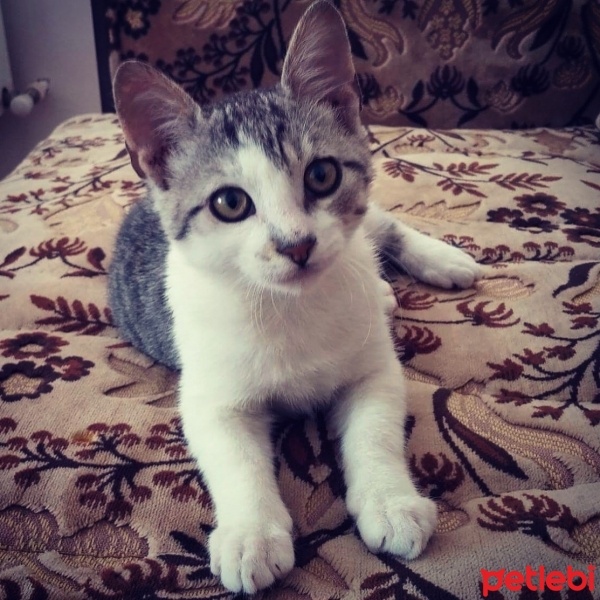 Tekir Kedi, Kedi  Bulut fotoğrafı