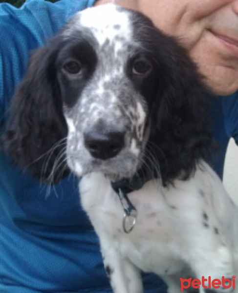 İngiliz Setter, Köpek  Oreo fotoğrafı