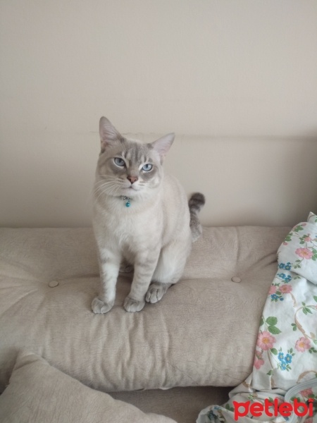 Scottish Fold, Kedi  Paşa fotoğrafı