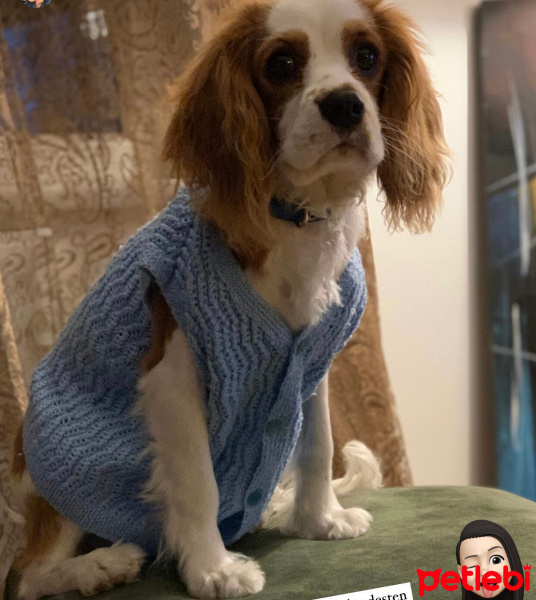 King Charles Spaniel, Köpek  Kuki fotoğrafı