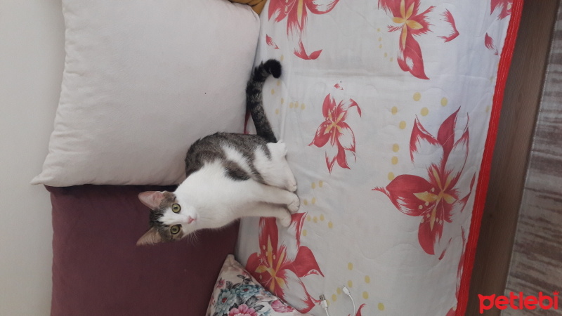 Tekir Kedi, Kedi  Zeytin fotoğrafı