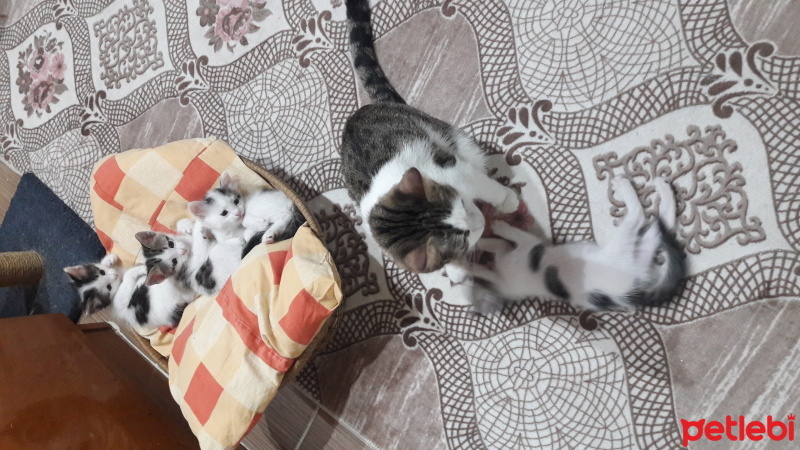 Tekir Kedi, Kedi  Zeytin fotoğrafı